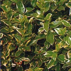 Viburnum Tinus 'Variegatum' Alacalı Tüylü Kartopu