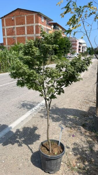 Acer palmatum yeşil yapraklı akçaağaç 150-170 cm