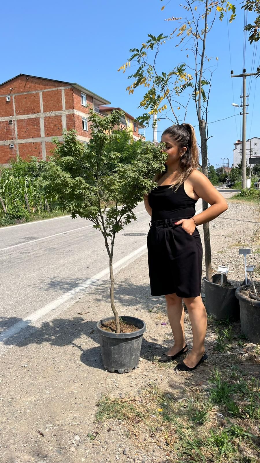 Acer palmatum yeşil yapraklı akçaağaç 150-170 cm