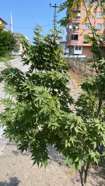 Acer palmatum yeşil yapraklı akçaağaç 150-170 cm