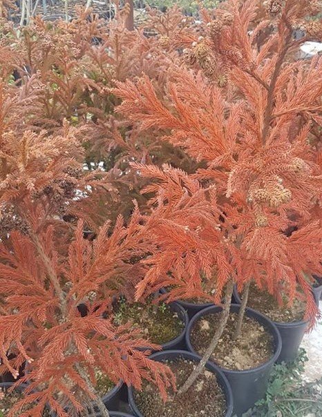 Cryptomeria japonica 'Barabits Gold' 120 cm