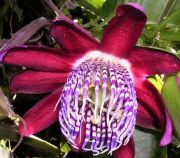 Passiflora Alata Fidanı