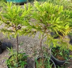 Cryptomeria japonica 'Barabits Gold' 120 cm