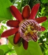 Passiflora Alata Fidanı