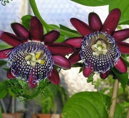 Passiflora Alata Fidanı