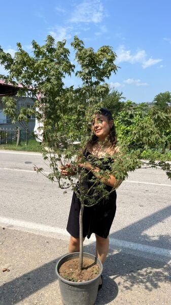 Acer palmatum yeşil yapraklı akçaağaç 180-200 cm