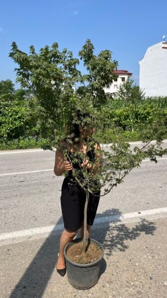 Acer palmatum yeşil yapraklı akçaağaç 180-200 cm