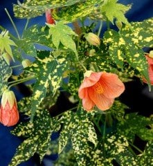 Abutilon Pictum 'Thompsonii' 10 cm