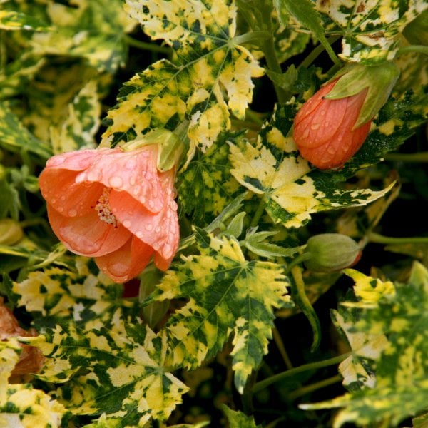 Abutilon Pictum 'Thompsonii' 10 cm