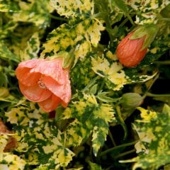 Abutilon Pictum 'Thompsonii' 10 cm