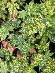 Abutilon Pictum 'Thompsonii' 10 cm