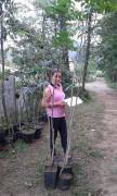 Yerli Aşısız Ceviz Fidanı 200-230 cm