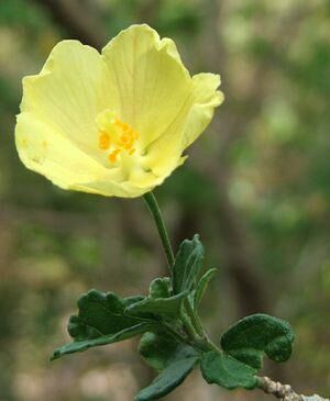 Pavonia Praemorsa  Flowers 20 cm