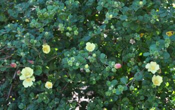 Pavonia Praemorsa  Flowers 20 cm