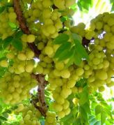 İndian Gooseberry Fidanı 50-80 cm