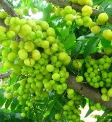 İndian Gooseberry Fidanı 50-80 cm