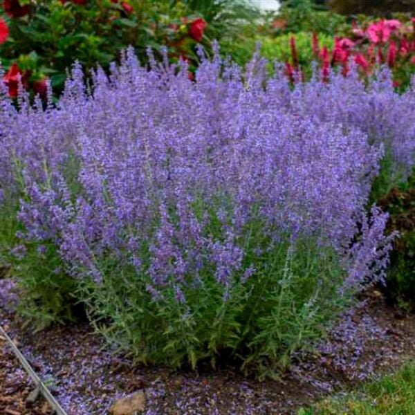 Salvia Yangii - Rus Adaçayı