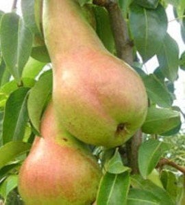 Armut (Abate Fetel) Fidanı 6 Yaş-200-230 cm-Bol Meyveli