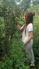 Armut (Abate Fetel) Fidanı 6 Yaş-200-230 cm-Bol Meyveli