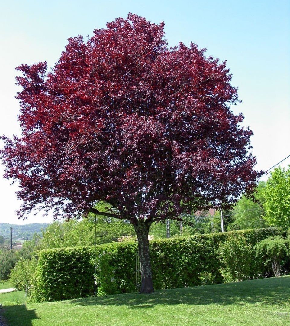 Süs Eriği Fidanı 200-230 cm