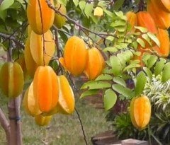 Karambola ( Yıldız Meyvesi) Fidanı 20 cm