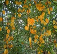 Karambola ( Yıldız Meyvesi) Fidanı 20 cm