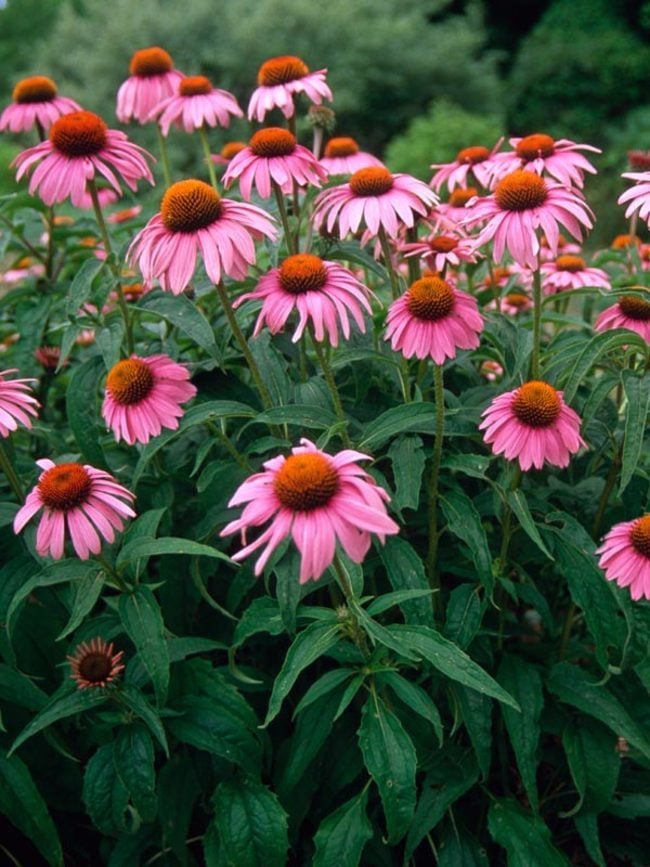 Echinacea Purpurea - Eastern Purple Coneflower