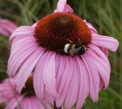 Echinacea Purpurea - Eastern Purple Coneflower