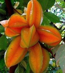 Karambola ( Yıldız Meyvesi) Fidanı 50-100 cm