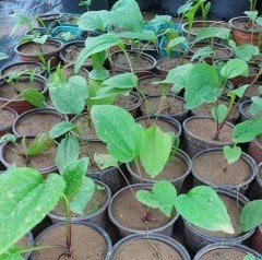 Echinacea Purpurea - Eastern Purple Coneflower
