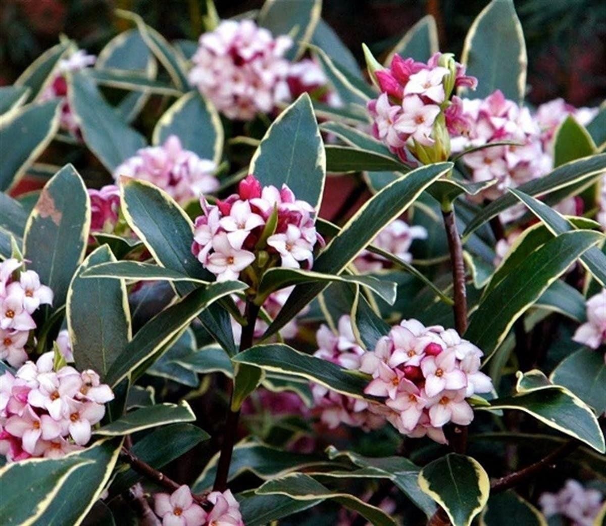 Kafkas Gülü Fidanı Doğal Keskin Parfüm Kokulu-3 Yaş 40-50 cm anaç fidan