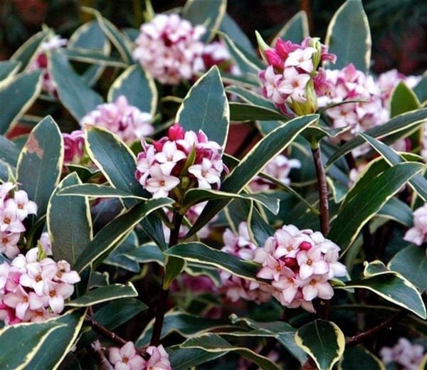 Kafkas Gülü Fidanı Doğal Keskin Parfüm Kokulu-3 Yaş 15-30 cm anaç fidan