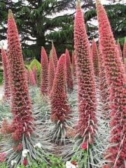 Echium Wildpretii - Red Tower Of Jewels