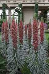 Echium Wildpretii - Red Tower Of Jewels