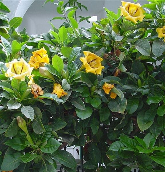 Solandra Maxima -Altın Kdeh Fidanı 10-20 cm