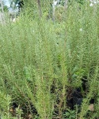 Rosmarinus Officinalis Biberiye Fidanı