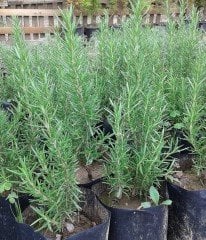 Rosmarinus Officinalis Biberiye Fidanı