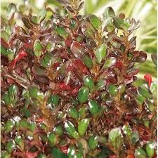 Coprosma Roys Red Fidanı 20 cm
