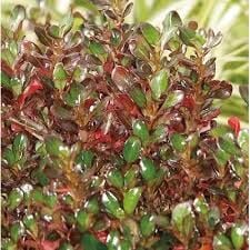 Coprosma Roys Red Fidanı 0-20 cm