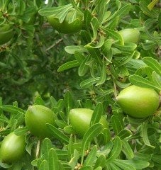Argan (Argania Spinosa) Fidanı 50-100 cm