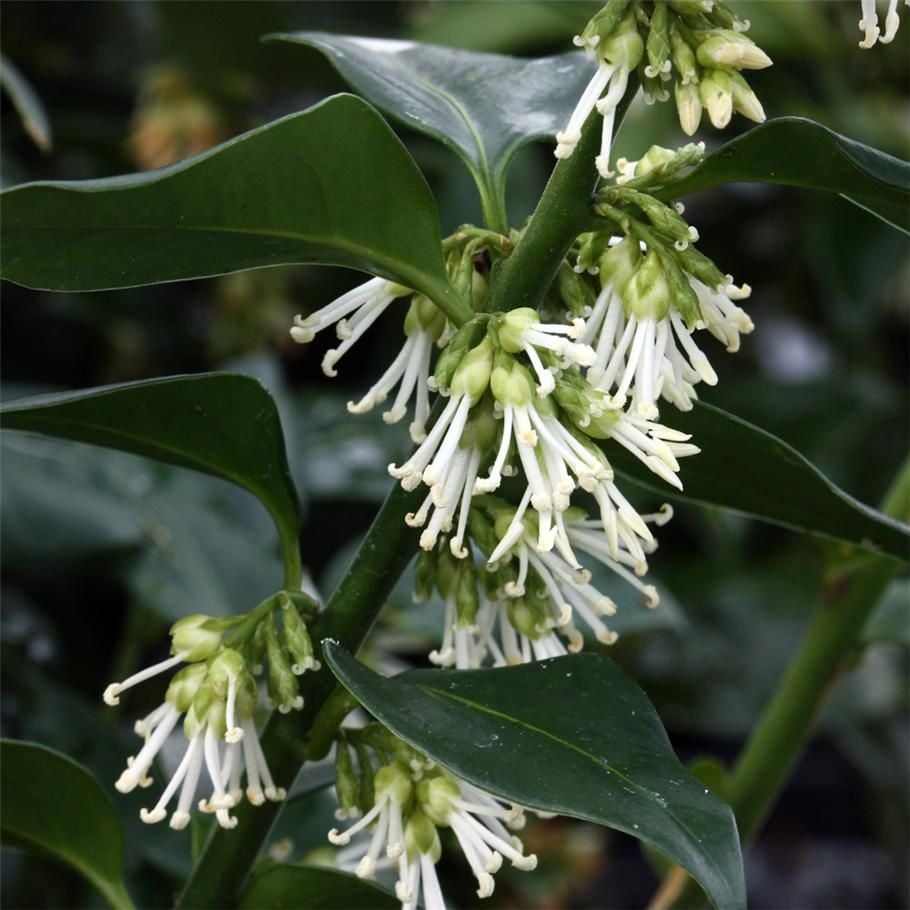 Parfüm Kutusu (Sarcococca)  Fidanı 15-25 cm