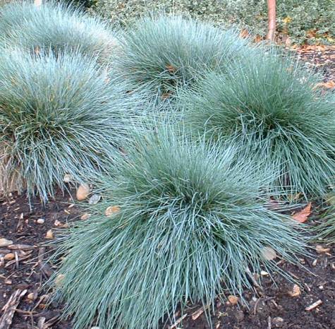 Mavi Çim (Festuca Glauca)
