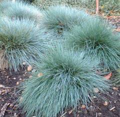 Mavi Çim (Festuca Glauca)