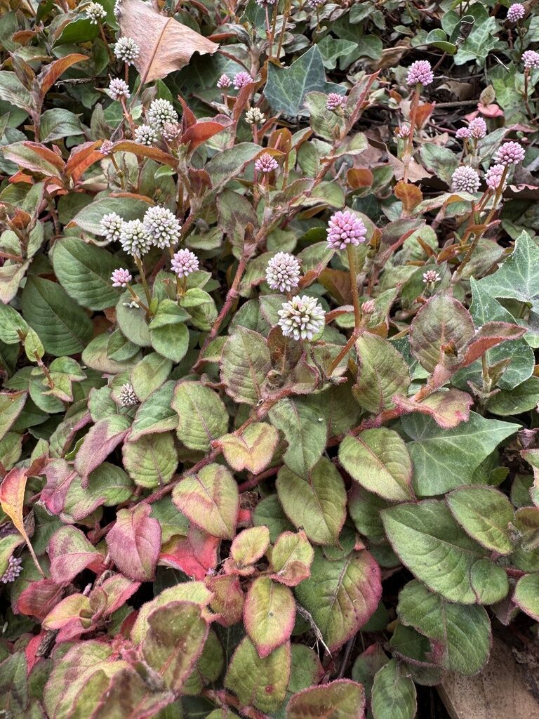 Persicaria Capitata