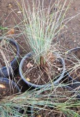 Mavi Çim (Festuca Glauca)