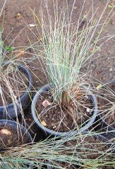 Mavi Çim (Festuca Glauca)