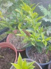 Parfüm Kutusu (Sarcococca)  Fidanı 10-20 cm