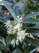 Parfüm Kutusu (Sarcococca)  Fidanı 15-25 cm