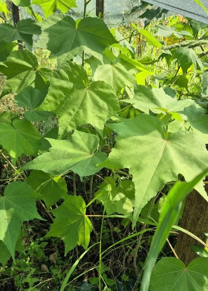Hibiscus Mutabilis ( Yol Hatmi Fidanı) Boy 100 cm-Şakayık Çiçekli