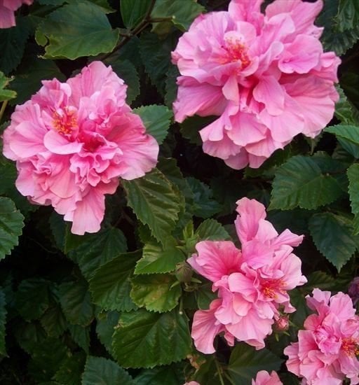 Hibiscus Mutabilis ( Yol Hatmi Fidanı) 5 Yaş Boy 120 cm